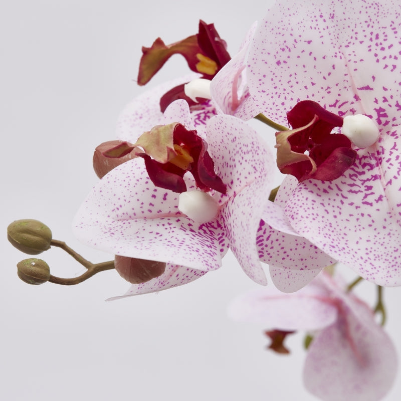 edg enzo de gasperi edg enzo de gasperi orchidea phalaenopsis real con vaso ramo x6 artificiale h 725 cm white fuchsia ean 8054184911456