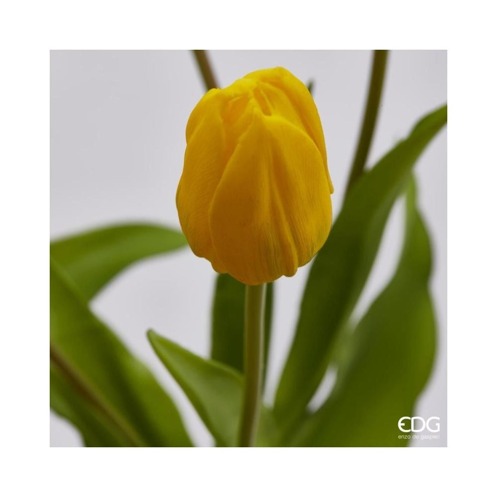 EDG Enzo De Gasperi Bouquet de 5 Tulipes Olis Ass. H 40 cm Jaune 1 pièce
