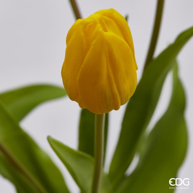EDG Enzo De Gasperi Bouquet de 5 Tulipes Olis Ass. H 40 cm Jaune 1 pièce