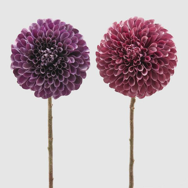 EDG Enzo De Gasperi Dalia Rex H 66 cm Violet ou rose foncé 1 pièce