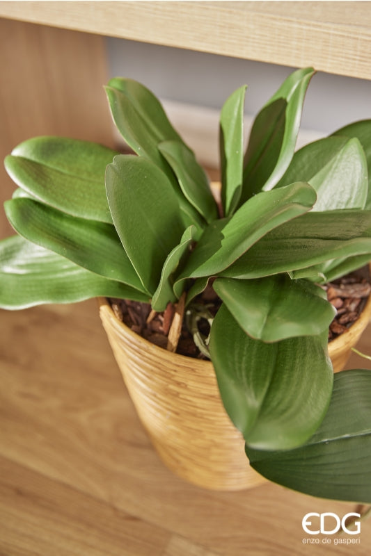 EDG Enzo De Gasperi Phalaenopsis Feuille d'Orchidée x5 Artificielle H 27 Cm Vert