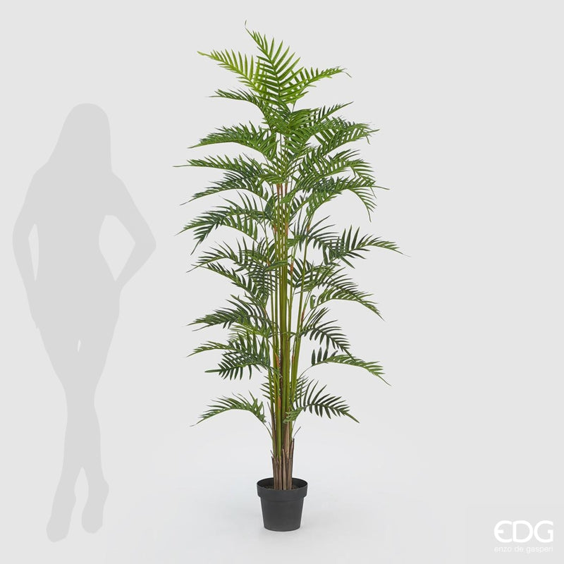 Palmier d'arec EDG Enzo De Gasperi avec pot en PVC H180 (45 pieds) B7 Vert