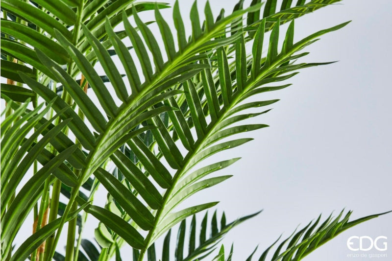 Palmier d'arec EDG Enzo De Gasperi avec pot en PVC H180 (45 pieds) B7 Vert