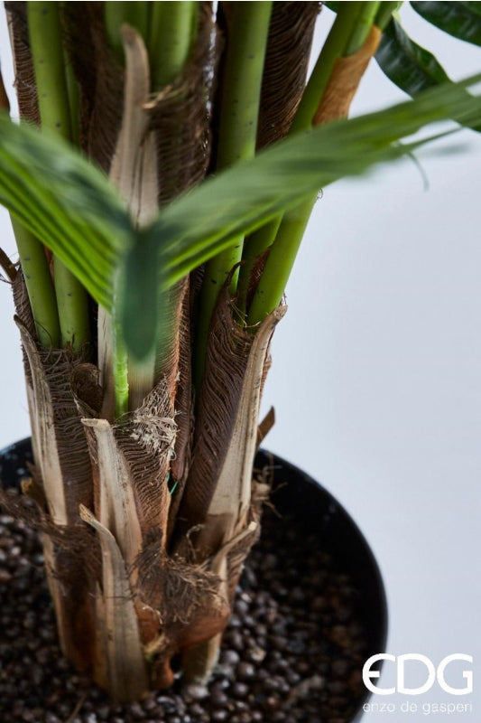 Palmier d'arec EDG Enzo De Gasperi avec pot en PVC H180 (45 pieds) B7 Vert