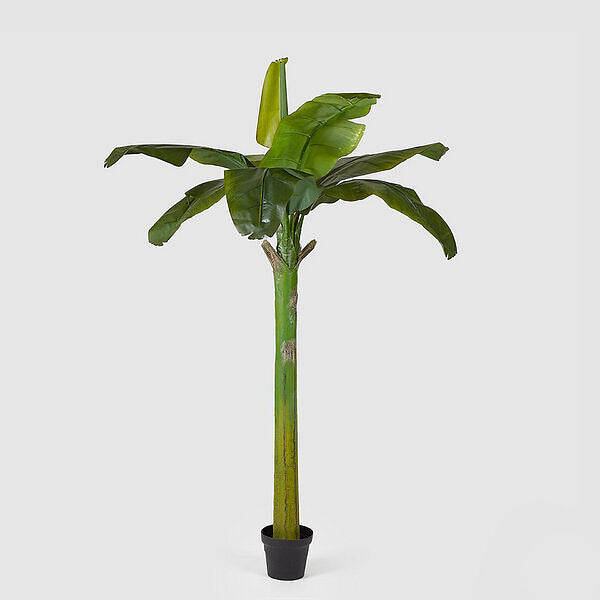 EDG Enzo De Gasperi Banana Plant W/Pot H185 (8fg) C1 Green