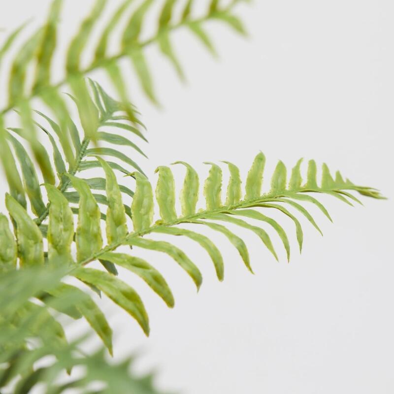 EDG Enzo De Gasperi Fern Olis Bush H45 (23fg) C2 Vert