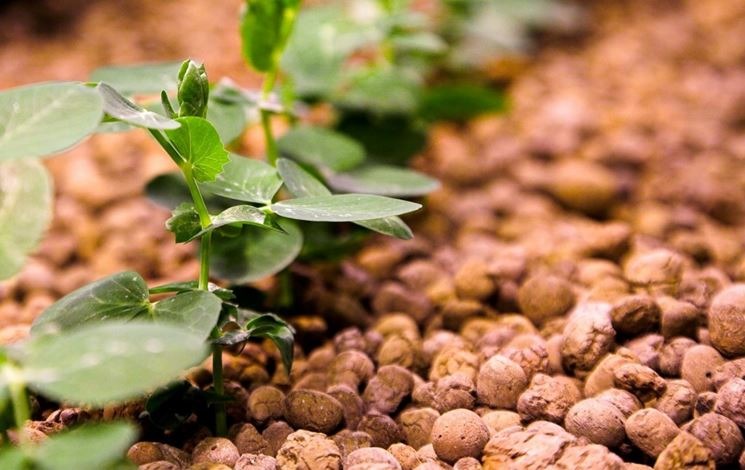 Terreau argileux expansé L'Arcolaio 10 Lt