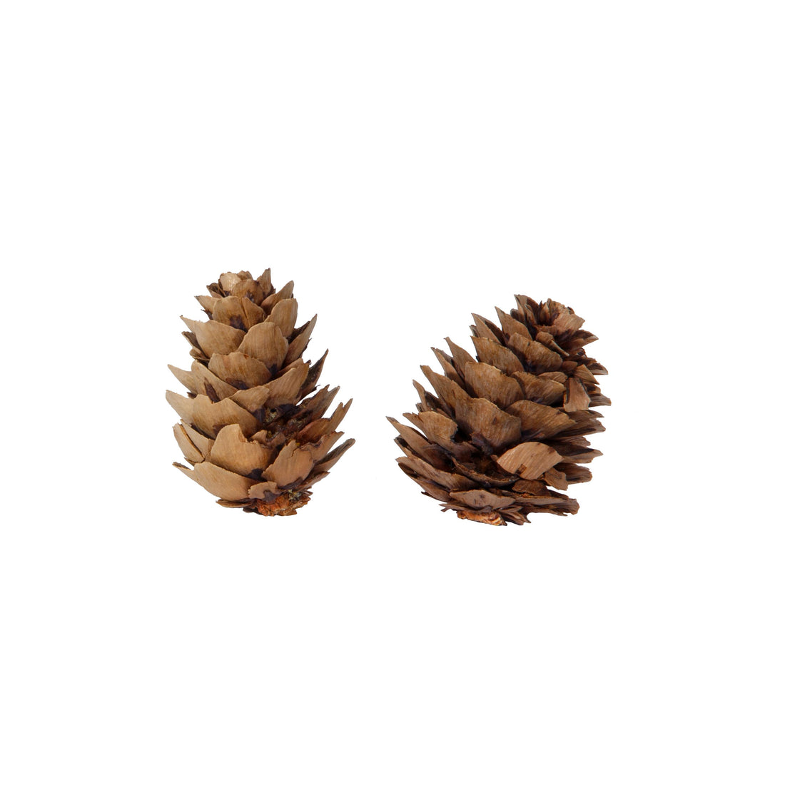 Piovaccari Boîte de 50 Pommes de Pin Naturelles Ø4 cm – Pommes de Pin Décoratives pour Sapin de Noël, Décorations de Noël, Centres de Table et Loisirs Créatifs