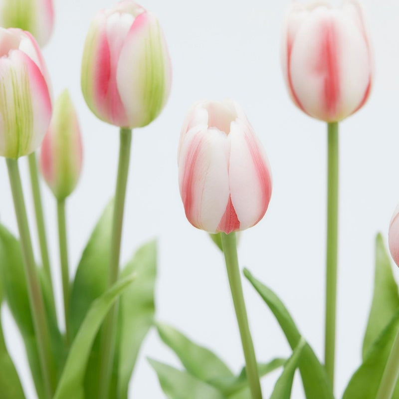 edg enzo de gasperi edg enzo de gasperi bouquet di 5 tulipani chiusi gomma olis ass h 40 cm bianco o rosa 1 pz ean 8059824081803