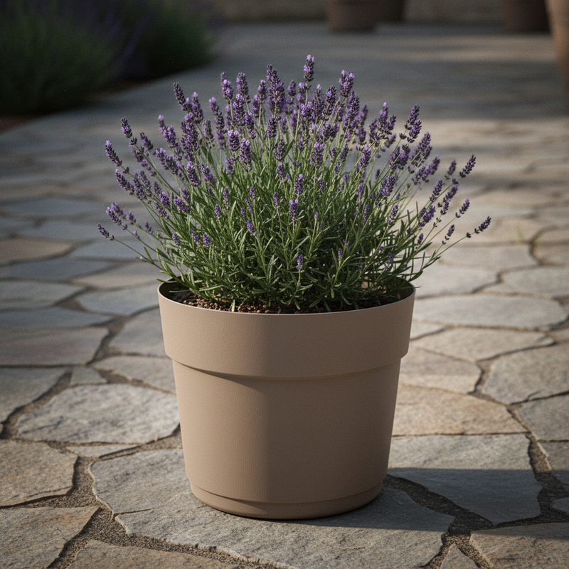 Terrazza pietra – lavanda mattina