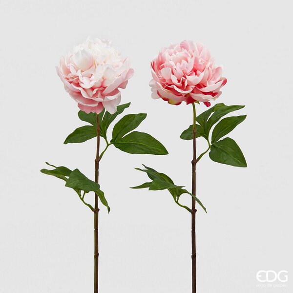 immagine-1-edg-enzo-de-gasperi-peonia-olis-ramo-x1-2colass-h65-c0-light-pink