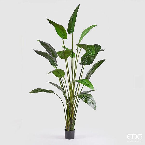 immagine-1-edg-enzo-de-gasperi-strelitzia-con-vaso-h-310-c4-green