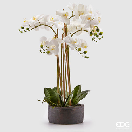 edg enzo de gasperi edg enzo de gasperi orchidea phalaenopsis real con vaso ramo x6 artificiale h 725 cm white ean 8054184911418