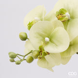 edg enzo de gasperi edg enzo de gasperi orchidea phalaenopsis real con vaso ramo x6 artificiale h 725 cm light green ean 8054184911432