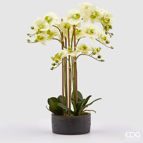edg enzo de gasperi edg enzo de gasperi orchidea phalaenopsis real con vaso ramo x6 artificiale h 725 cm light green ean 8054184911432