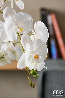 edg enzo de gasperi edg enzo de gasperi orchidea phalaenopsis pianta con vaso e 2 rami artificiale h 55 cm white ean 8056372396700