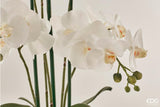 edg enzo de gasperi edg enzo de gasperi orchidea phalaenopsis pianta x5 con vaso artificiale h 65 cm white ean 8056372396809