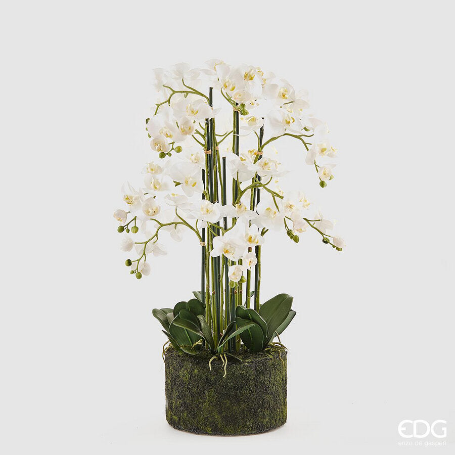 edg enzo de gasperi edg enzo de gasperi orchidea phalaenopsis real x12 con zolla artificiale h 90 cm white ean 8056372840340
