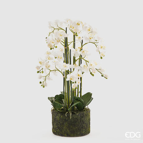 edg enzo de gasperi edg enzo de gasperi orchidea phalaenopsis real x12 con zolla artificiale h 90 cm white ean 8056372840340