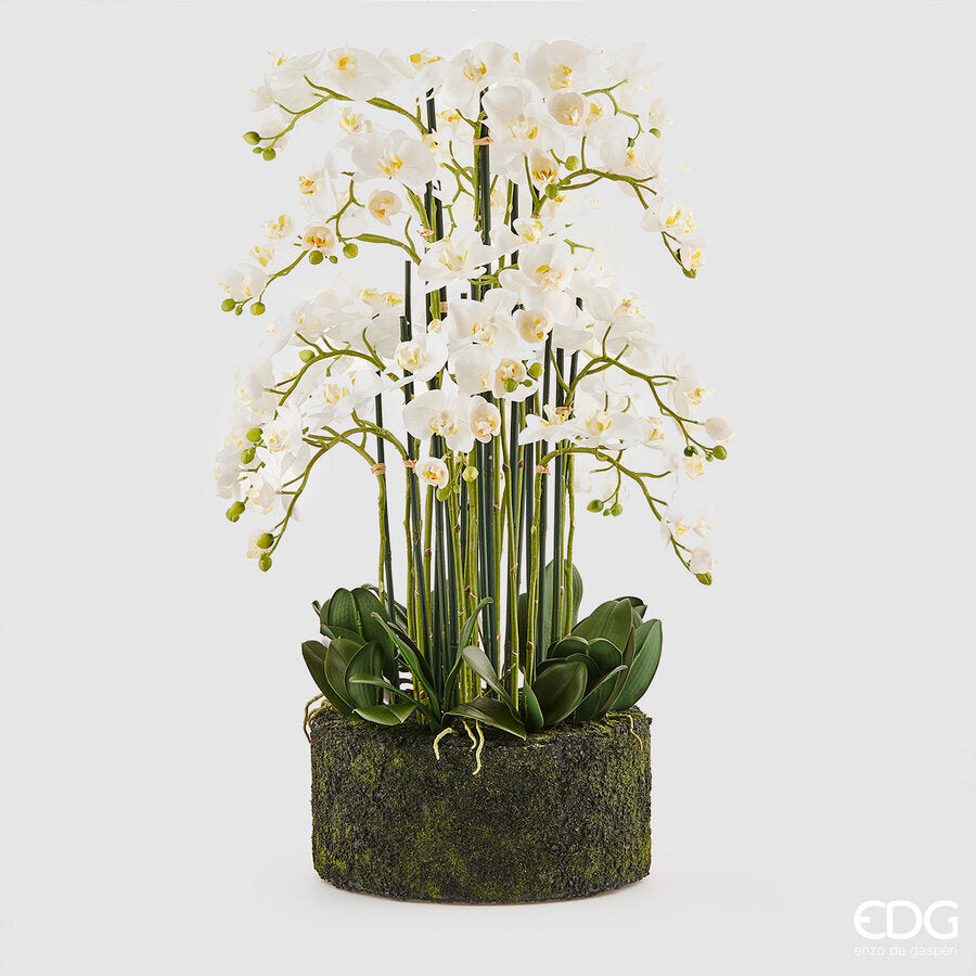 edg enzo de gasperi edg enzo de gasperi orchidea phalaenopsis real x20 con zolla artificiale h 100 cm white ean 8056372840357