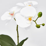 Orchidée Phalaenopsis EDG Enzo De Gasperi avec pot artificiel H 33 cm Blanc