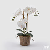 edg enzo de gasperi edg enzo de gasperi orchidea phalaenopsis pianta x3 artificiale con cesto h 48 cm white ean 8059824123688