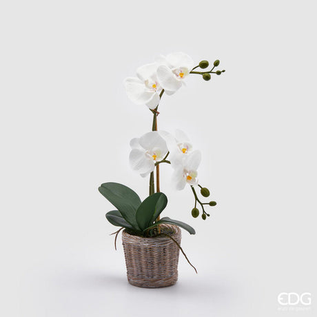 edg enzo de gasperi edg enzo de gasperi orchidea phalaenopsis pianta x2 artificiale con cesto h 40 cm white ean 8059824123701