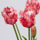 edg enzo de gasperi edg enzo de gasperi bouquet 5 tulipani parrot olis ass h 40 cm two tone pink 1 pz ean 8059824237347