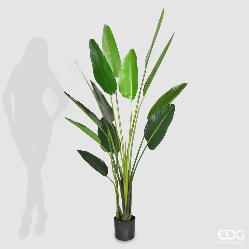 EDG Enzo De Gasperi Strelizia with Artificial Vase H 185 Cm Green Color