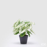 edg enzo de gasperi edg enzo de gasperi caladium variegato con vaso artificiale h 33 cm green ean 8059824355225