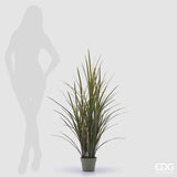 EDG Enzo De Gasperi Festuca avec Vase H 122 Cm Couleur Vert