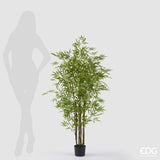 EDG Enzo De Gasperi Bambou avec Vase H 150 cm Couleur Vert