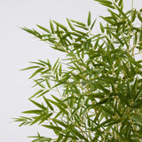 EDG Enzo De Gasperi Bambou avec Vase H 150 cm Couleur Vert