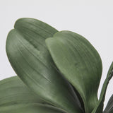 edg enzo de gasperi edg enzo de gasperi orchidea phalaenopsis foglia x5 artificiale h 27 cm green ean 8059824441072