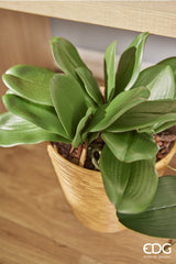 EDG Enzo De Gasperi Phalaenopsis Feuille d'Orchidée x5 Artificielle H 27 Cm Vert 