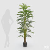 EDG Enzo De Gasperi Palma Areca C/Vaso Pvc H180 (45fg) B7 Green