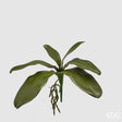 edg enzo de gasperi edg enzo de gasperi orchidea phalaenopsis foglia olis x6 con radice artificiale h 27 cm green ean 8056372972522