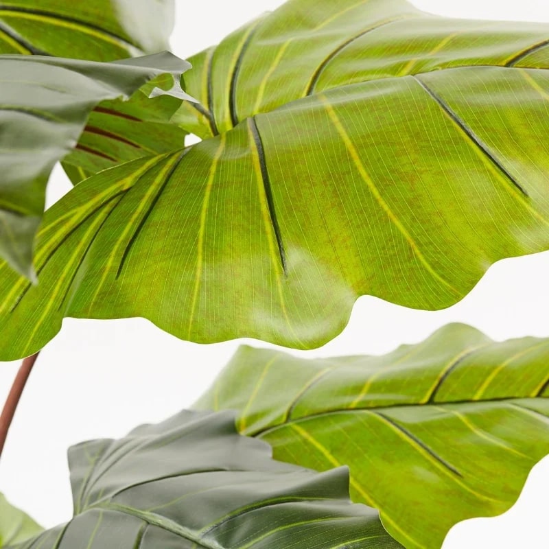 EDG Enzo De Gasperi Alocasia Chic avec vase H120 (11fg) C0 Vert