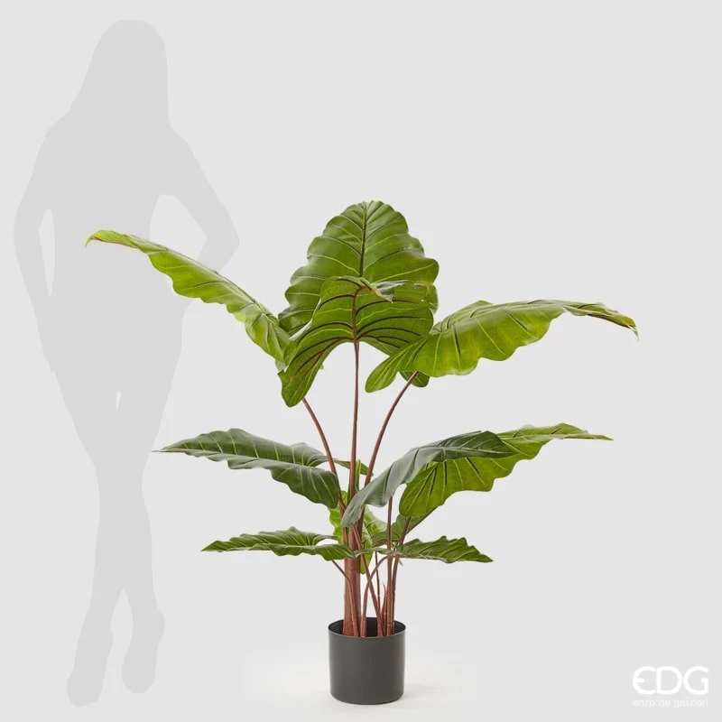 EDG Enzo De Gasperi Alocasia Chic avec vase H120 (11fg) C0 Vert