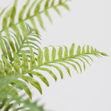 EDG Enzo De Gasperi Fern Olis Bush H45 (23fg) C2 Vert