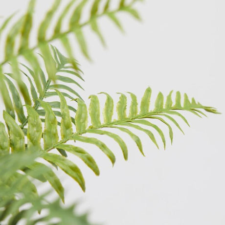 EDG Enzo De Gasperi Fern Olis Bush H45 (23fg) C2 Vert