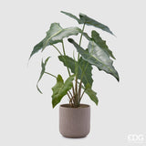 edg enzo de gasperi edg enzo de gasperi alocasia chic con vaso artificiale h 58 cm green ean 8059824309143