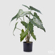 edg enzo de gasperi edg enzo de gasperi alocasia chic con vaso artificiale h 58 cm green ean 8059824309143