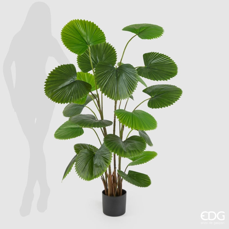 EDG Enzo De Gasperi Palma Caméras Avec Vase H150 C3 Vert