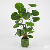 EDG Enzo De Gasperi Palma Caméras Avec Vase H150 C3 Vert