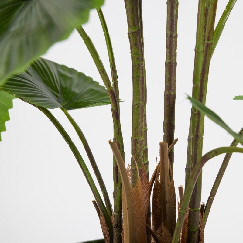 EDG Enzo De Gasperi Palma Caméras Avec Vase H150 C3 Vert