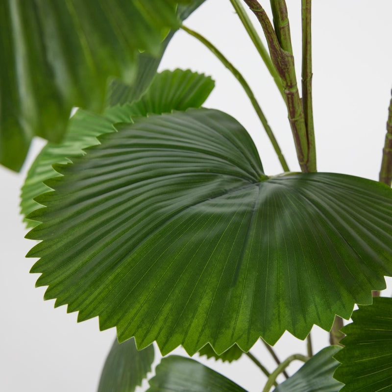 EDG Enzo De Gasperi Palma Caméras Avec Vase H150 C3 Vert