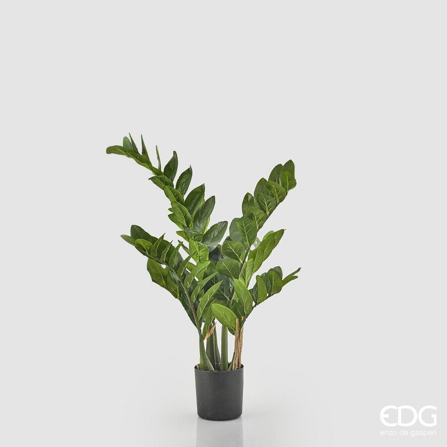 edg enzo de gasperi edg enzo de gasperi zamifolia 7 rami con vaso h 70 cm green ean 8056372549861