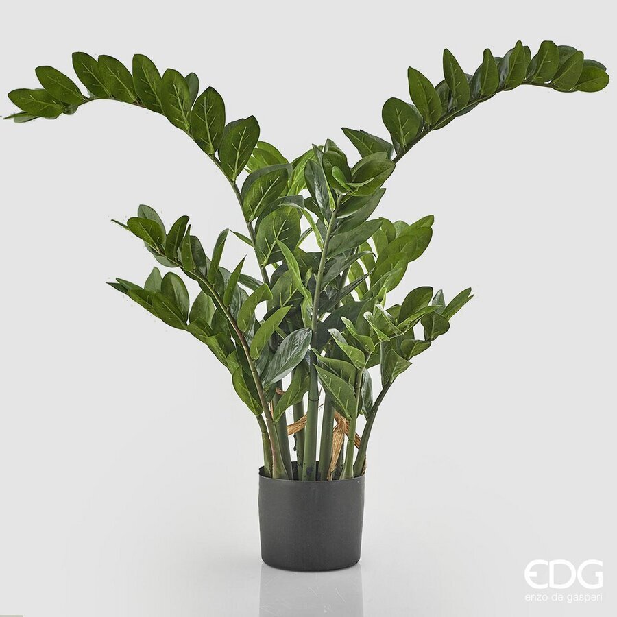 edg enzo de gasperi edg enzo de gasperi zamifolia 15 rami con vaso h 130 cm green ean 8054184813552