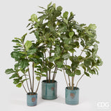 edg enzo de gasperi edg enzo de gasperi ficus lyrata con vaso h 122 cm green ean 8054184814290